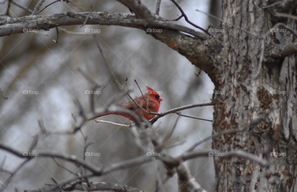 Red Cardinal in a tree. 