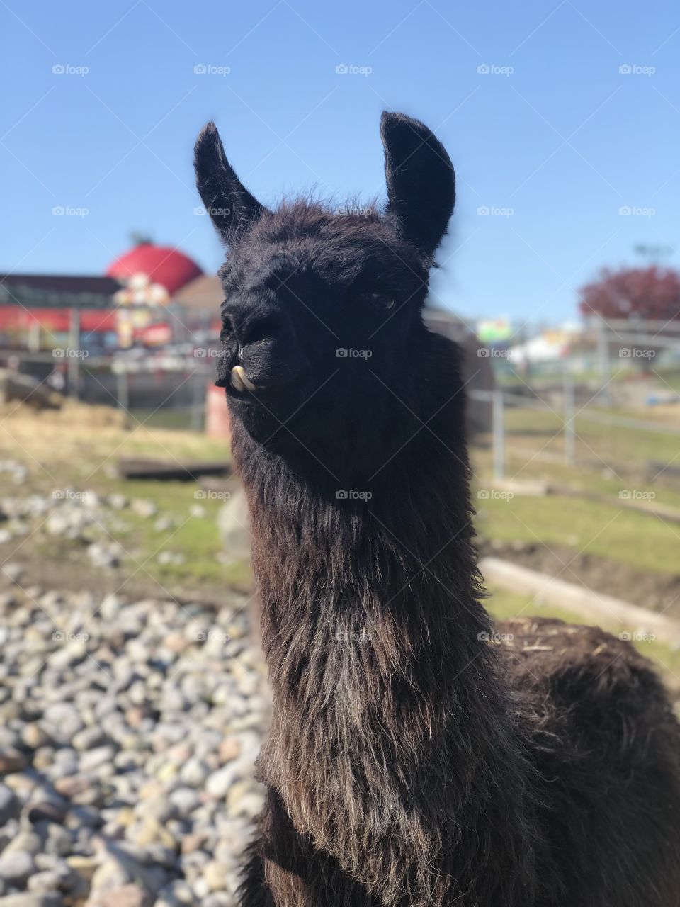 Lama, the real boss of the petting zoo, enjoying the outdoors after a busy day with clients.