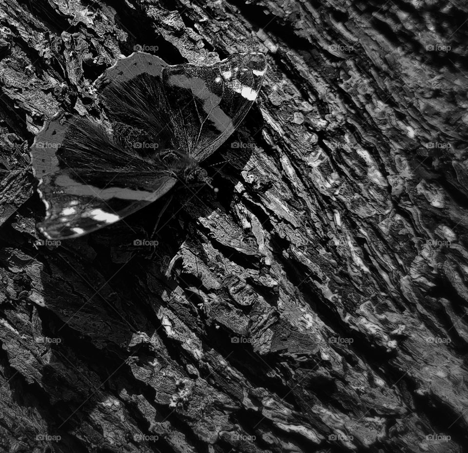 butterfly black and white