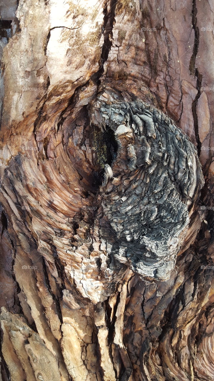 tree knot hole