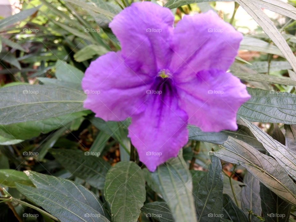 close up to purplenl flower that was blossoming and it fresh green leaves