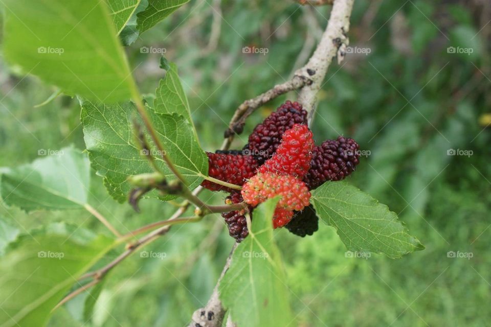 Wild Berry