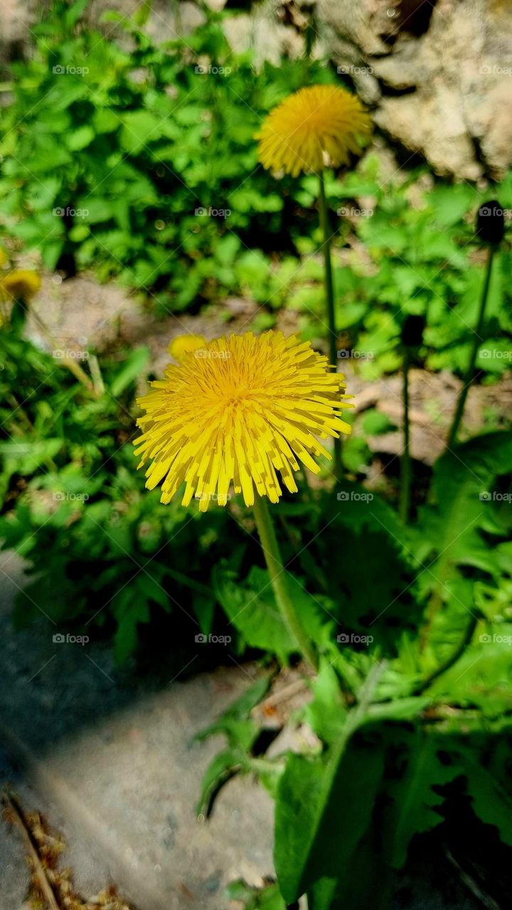 Beautiful dandelions