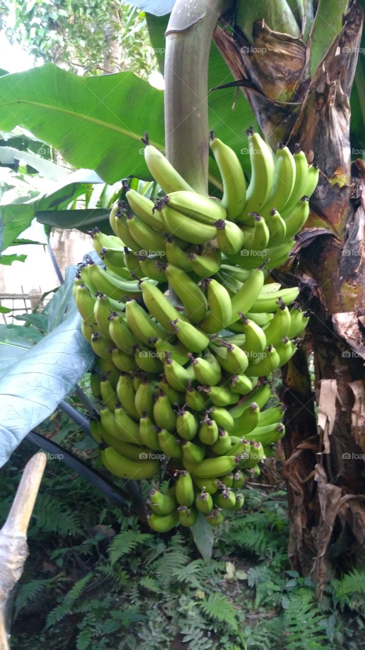 hanging banana