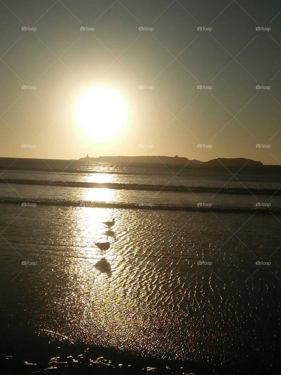 Beautiful shadow of a seagull at the beach and magic sunset at essaouira city in Morocco