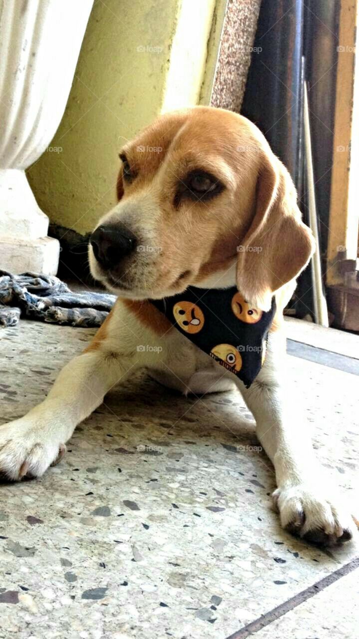 The beagle and the neckerchief