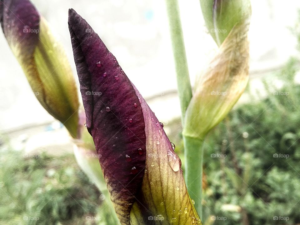 irises in the garden and raindrops in spring