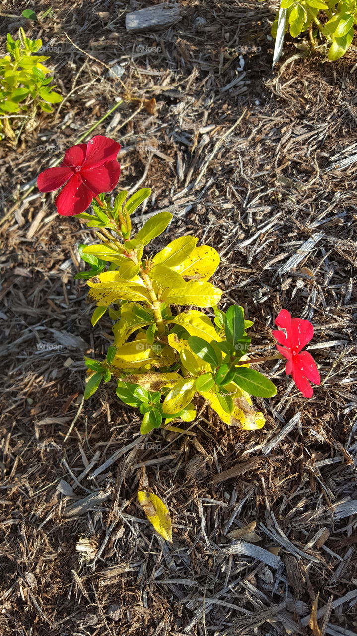 Flower bed sunny red mulch sunset