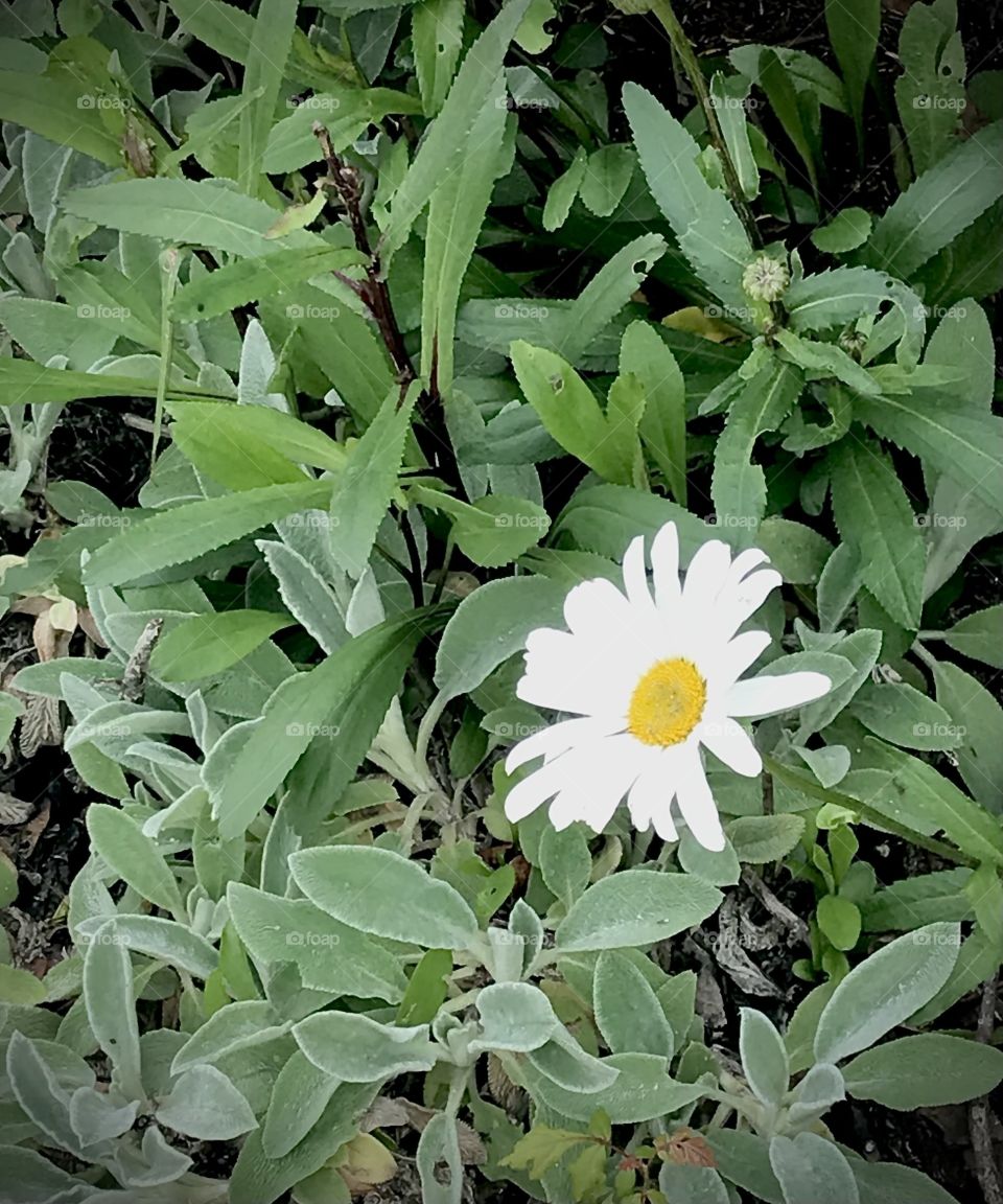 Shasta daisy and lambs ears