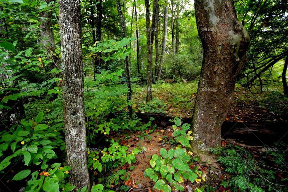Green woods of West Virginia