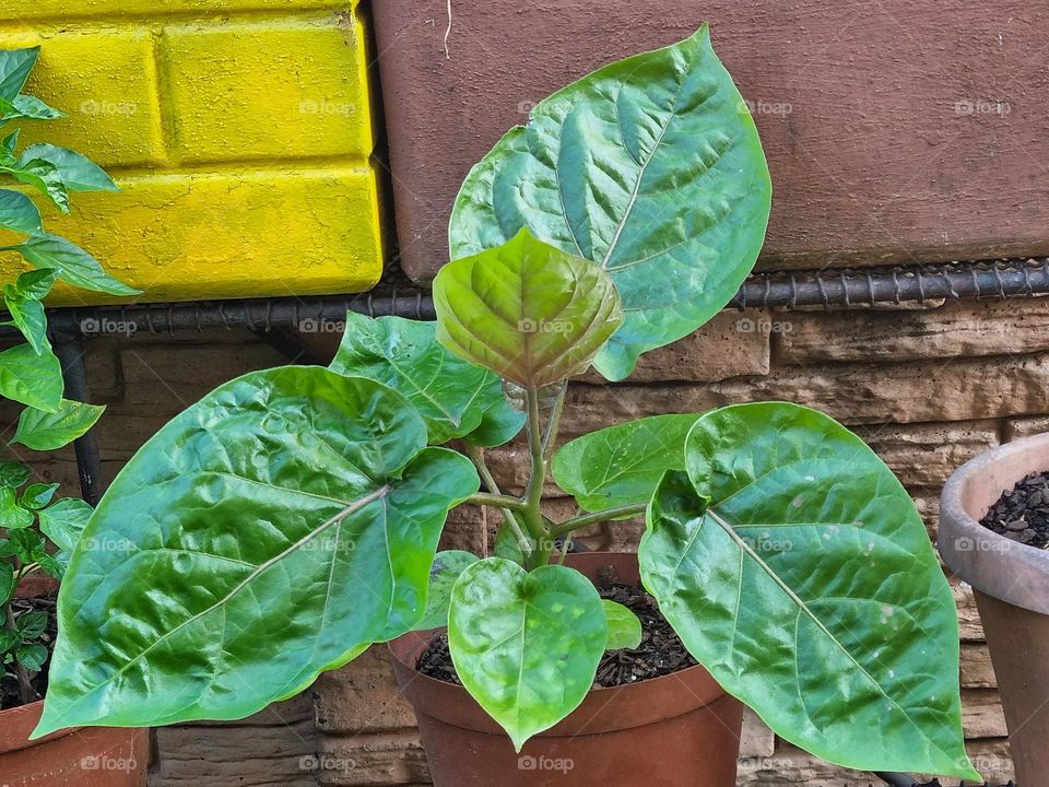 replanting a tamarrilo tree