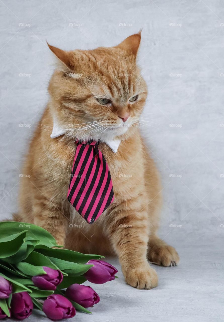 Red thoroughbred Persian cat in a lilac tie and a bouquet of tulips sits importantly and busily on a gray background, close-up side view.