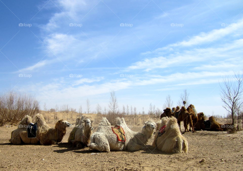 Mongolian Camels