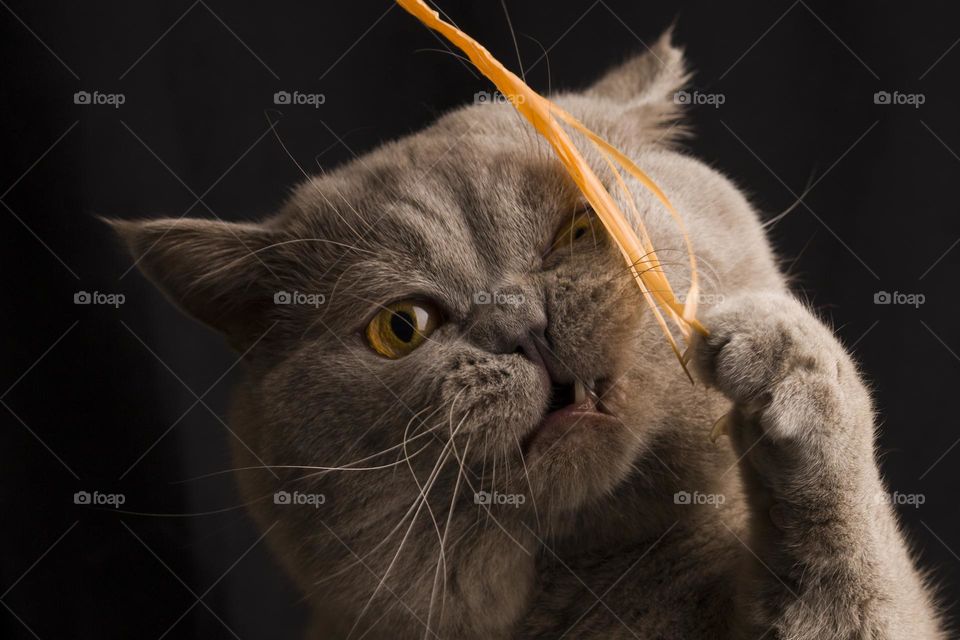 cat playing with orange cocktail stick