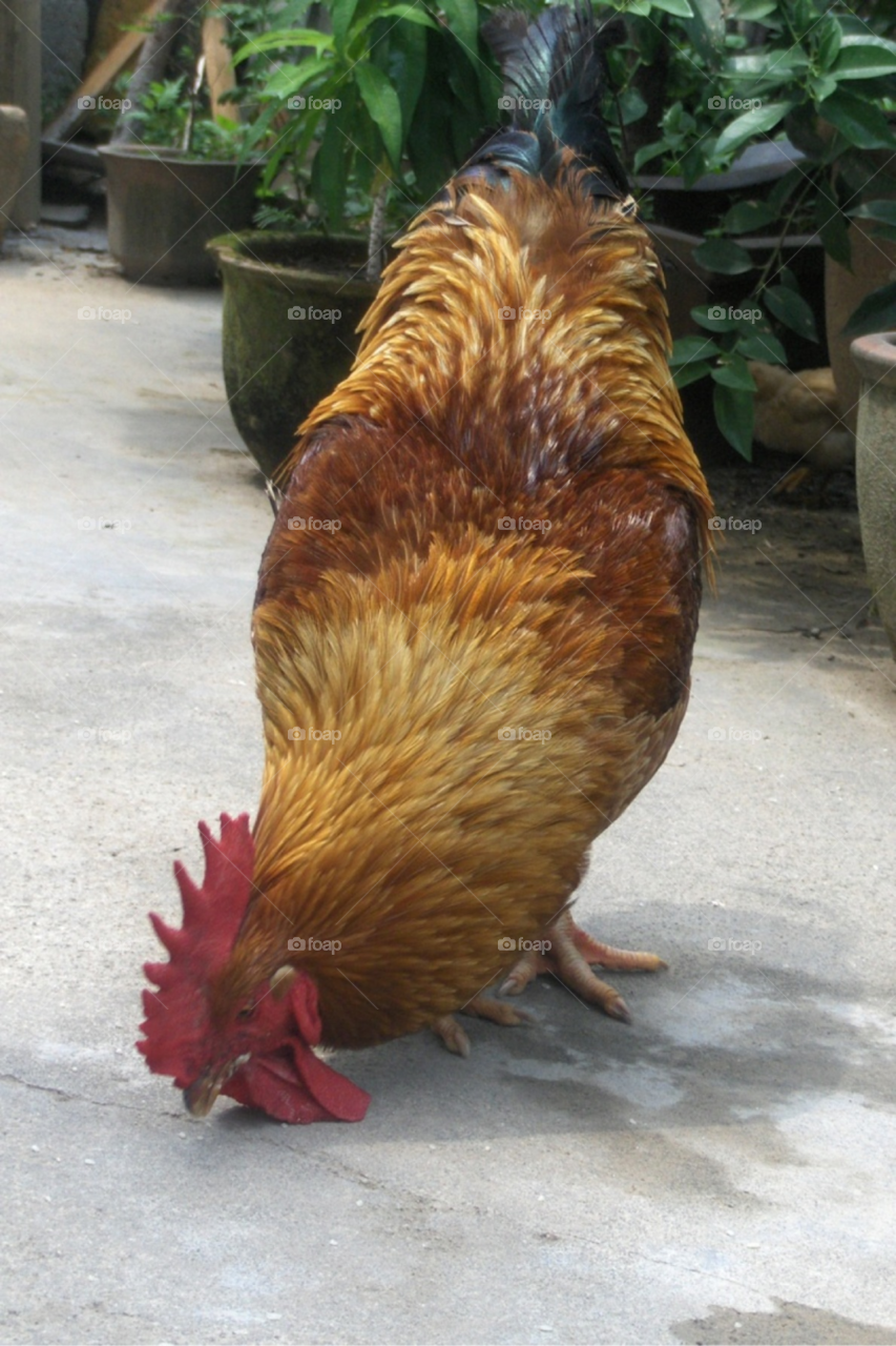 animal feathers chicken rooster by Amy