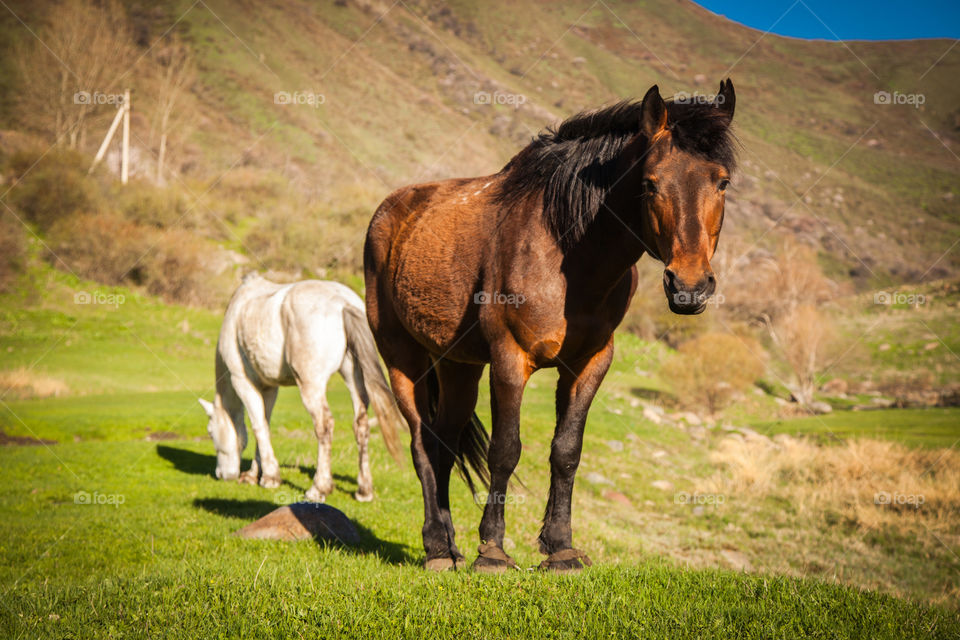 Two majestic horses on green valley 