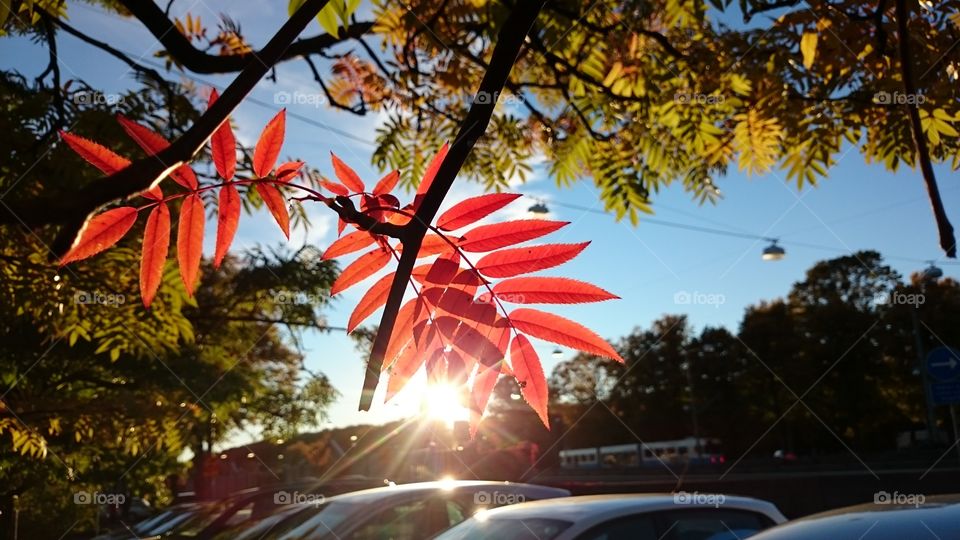 Red fall leaves in the sunshine in the city 