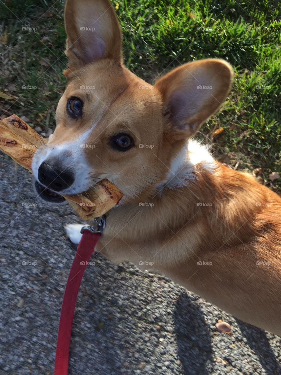 Walk and Snack. My dog decided to take a snack with him for a walk 
