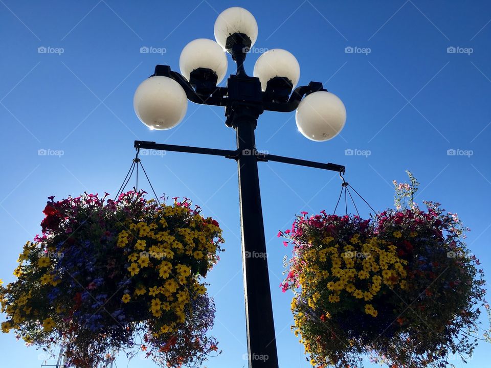 Hanging flowers