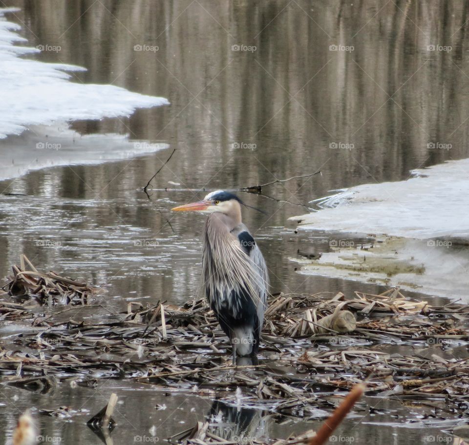 Blue Heron Today Boucherville Québec 