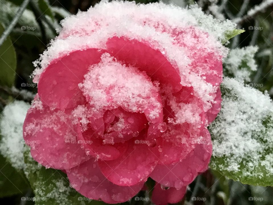 Snow covered blossom