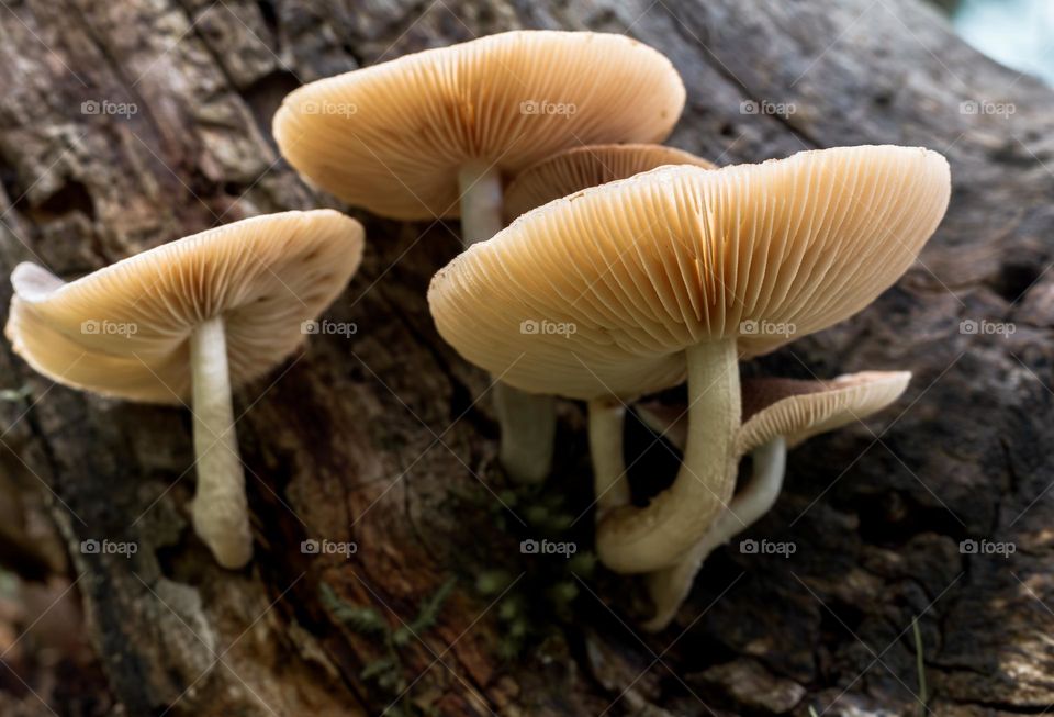 The underside of gilled mushrooms growing on a stump