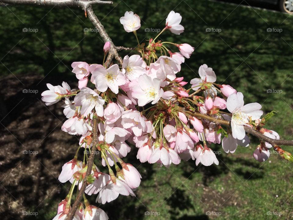 Pink blossoms in Connecticut