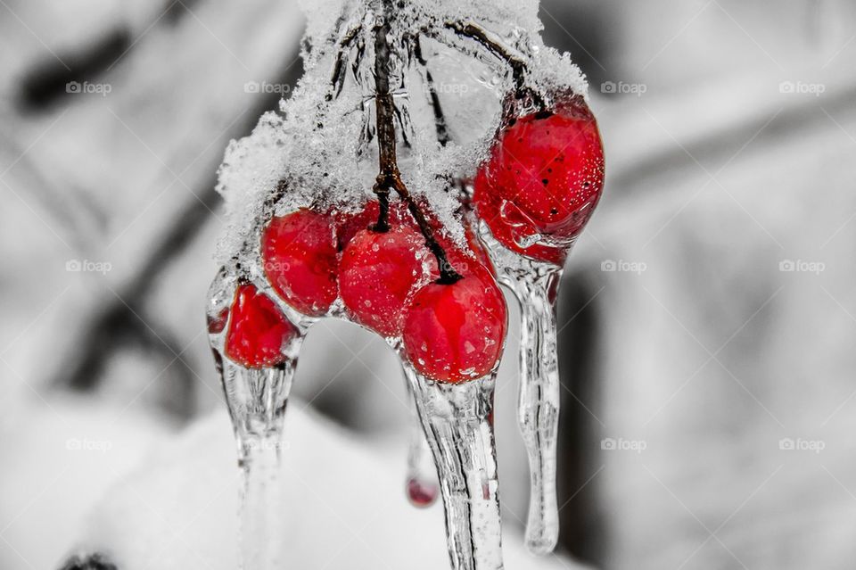 Iced Berries