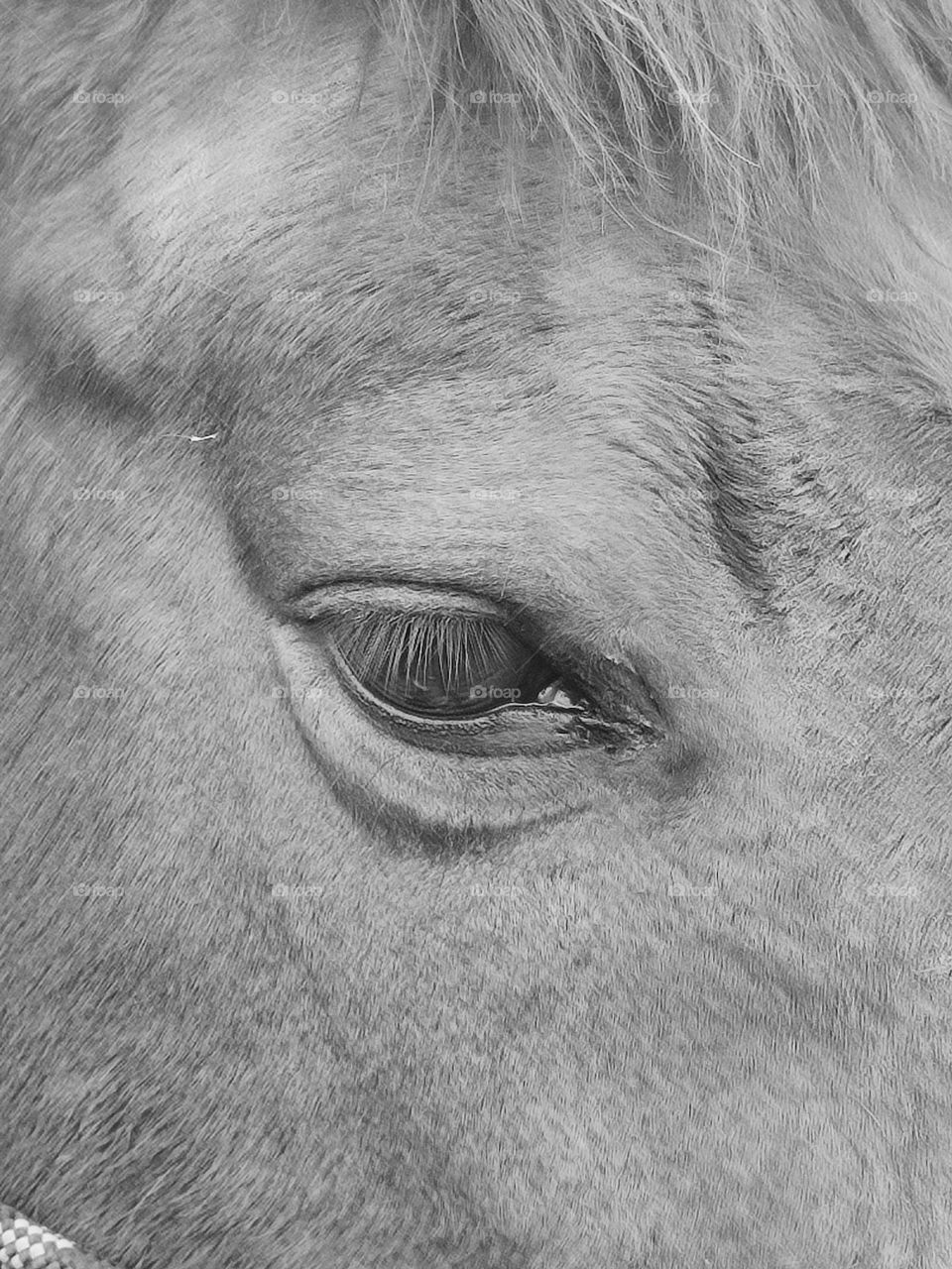 Horse eye