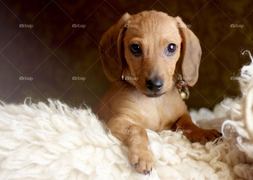 Portrait of little dachshund dog