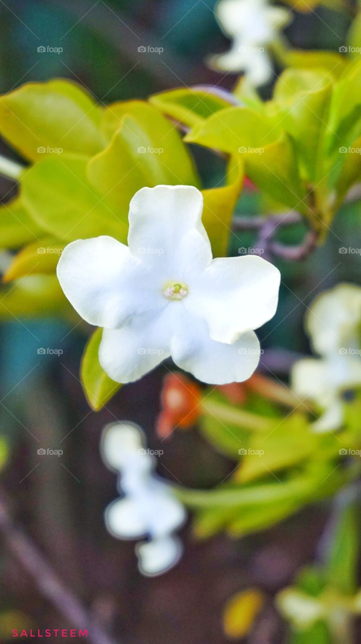 Beauty White Flower