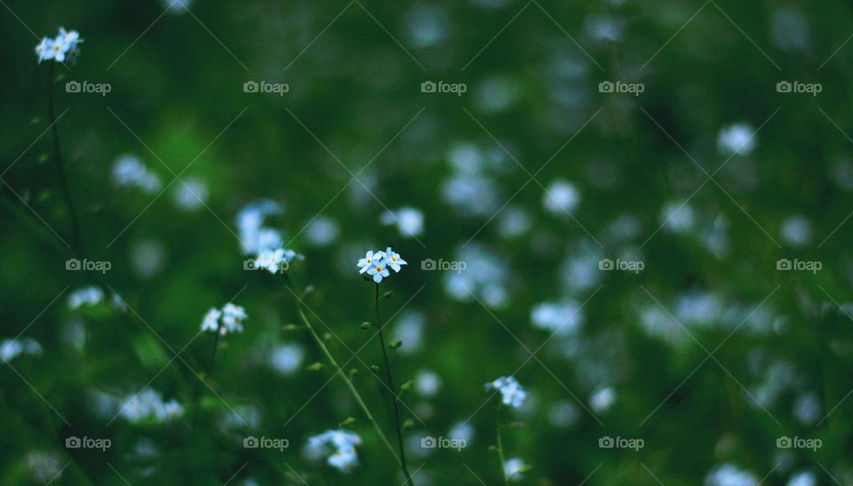 beautiful nature blue gentle flowers green background