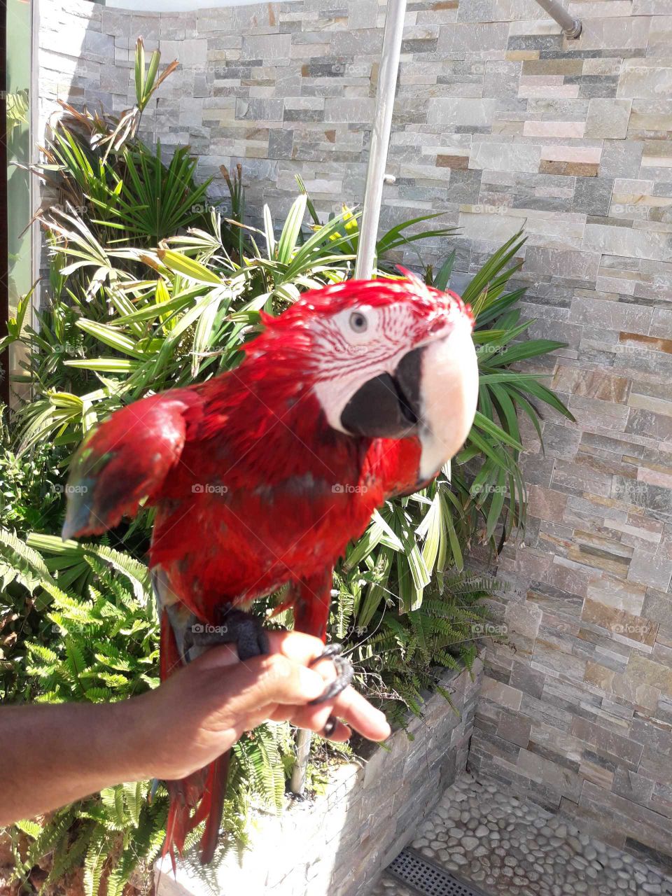 Wet happy parrot