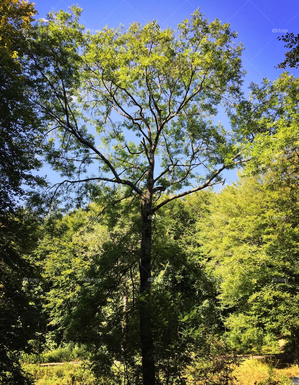 Lone tree in woodland 