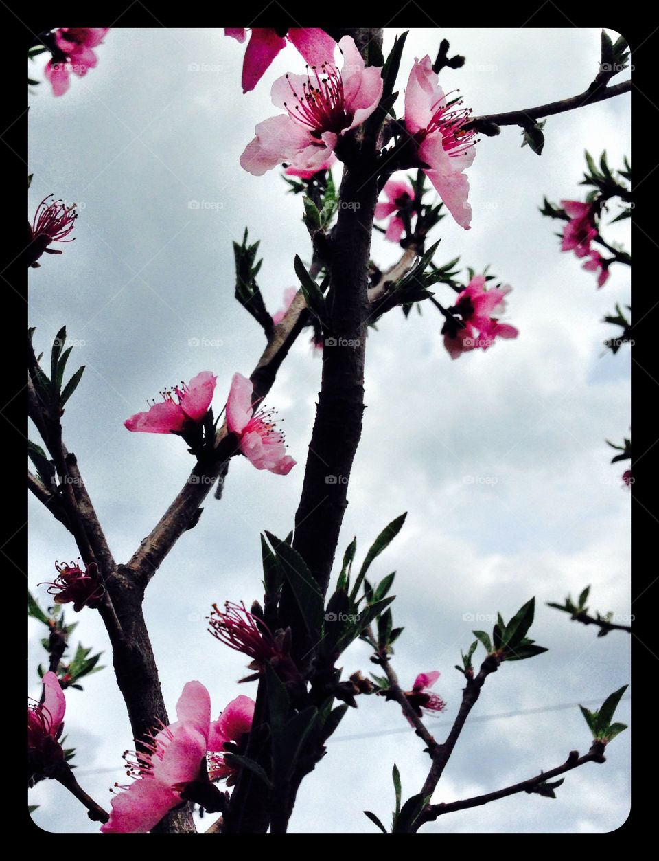 Spring blossoms