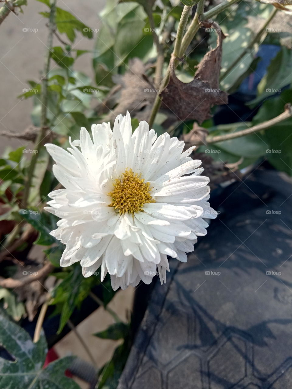 nice flower good flower