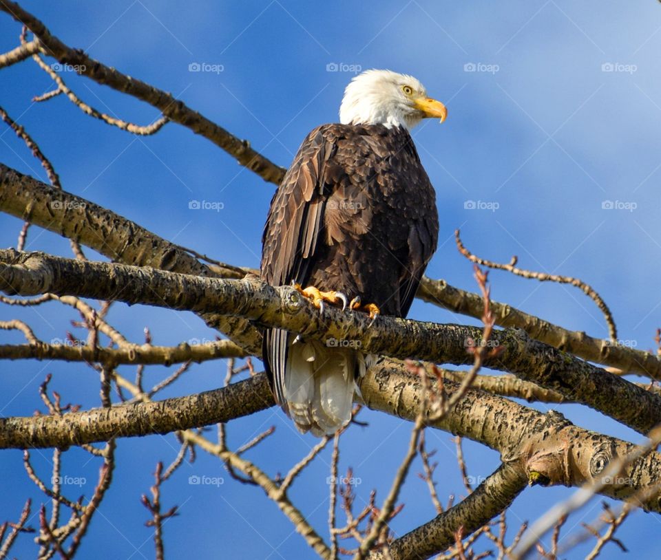 Eagle in a tree