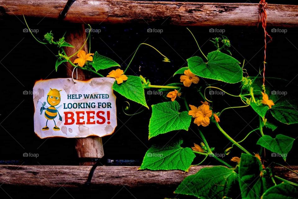 Need bees pollination