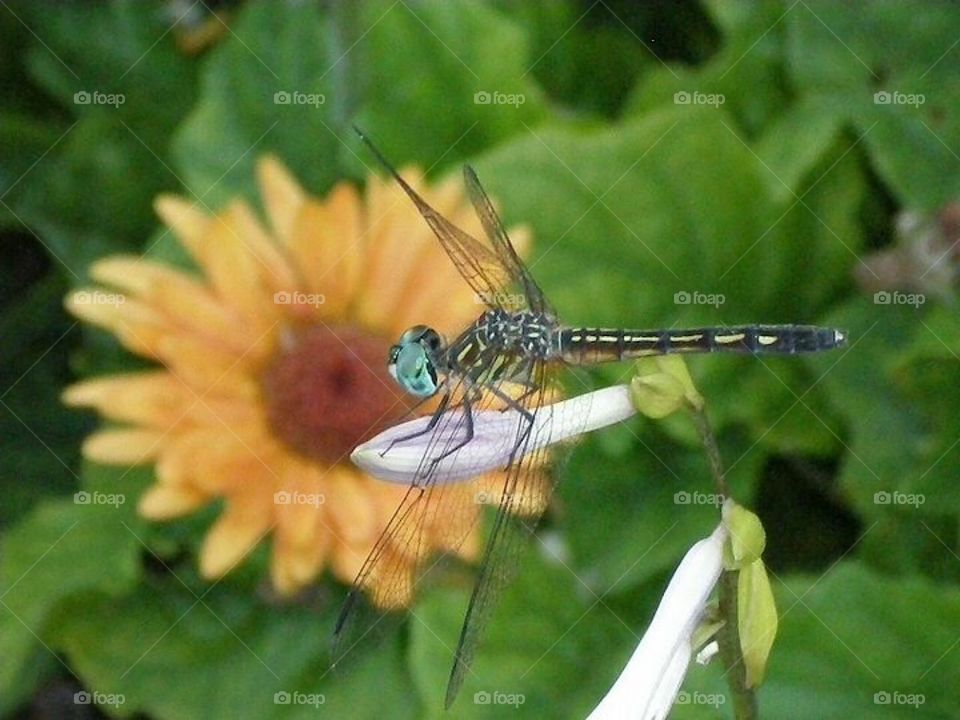 Dragonfly. Wings.  Gerbera daisy. Orange  bloom. Flower.  Bright. Creature. Eyes. Bug. Green. 