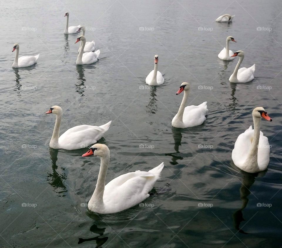 Birds 🦢🦢🦢🦢