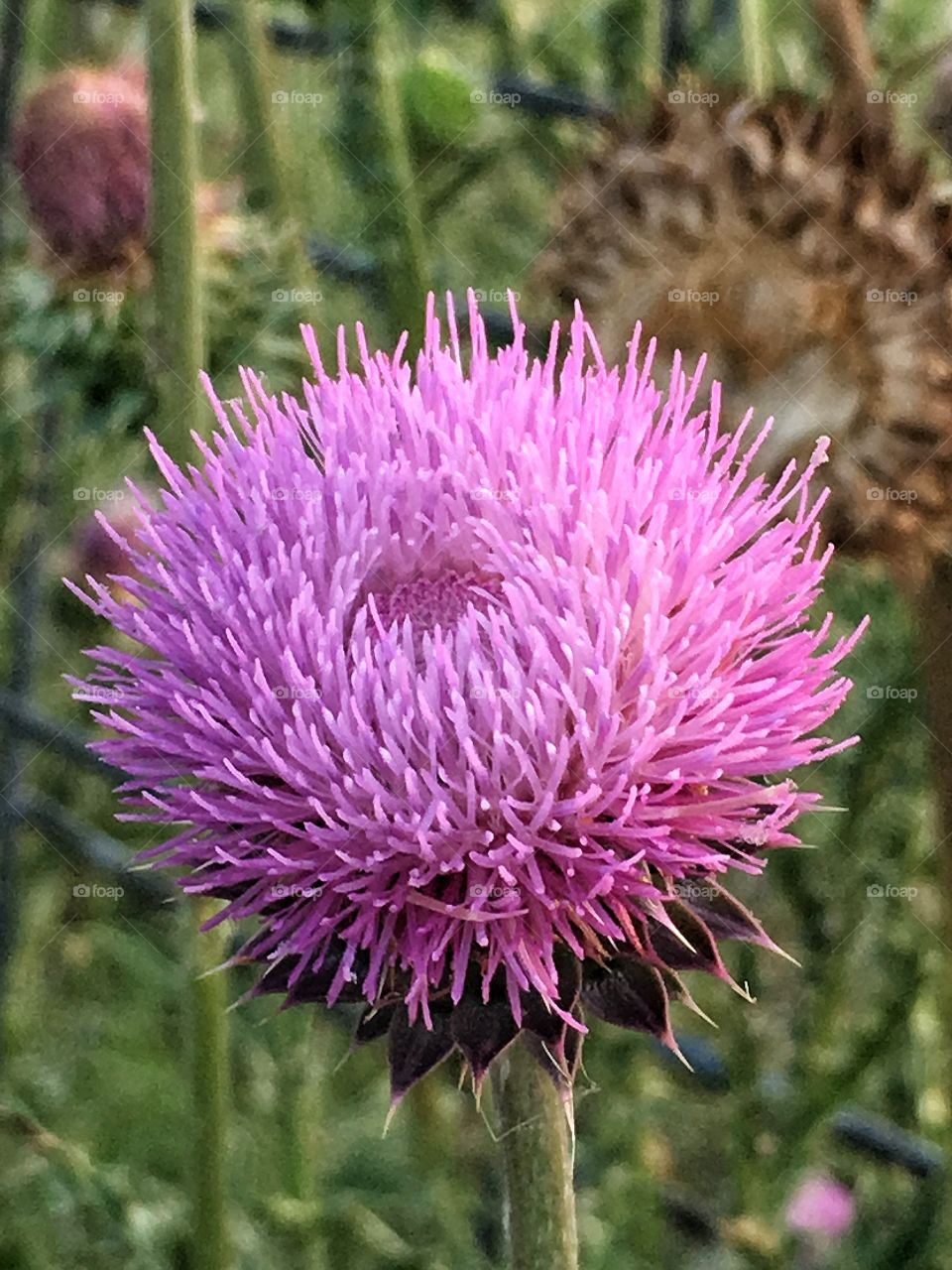 Cirsium texanum also known as Texas Thistle. 