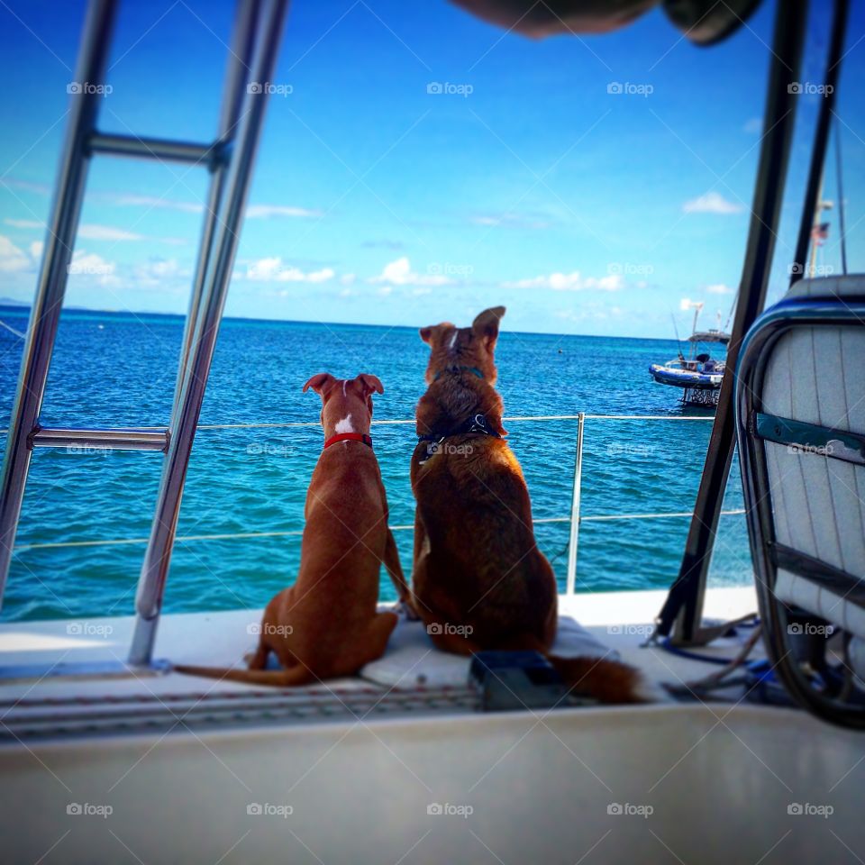 Two dog sitting on the deck of boat