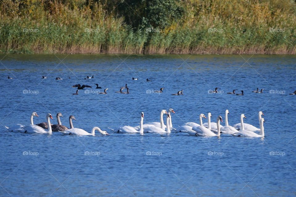 Group of swans and cormorants