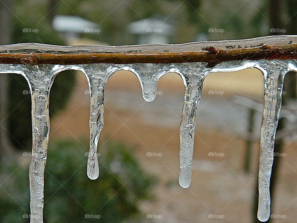 Signs of winter - Icicles hanging from a branch - 
Ice storms have the bizarre effect of entombing everything in the landscape with a glaze of ice so heavy that it can split trees in half and turn roads and pavements into lethal sheets of smooth ice