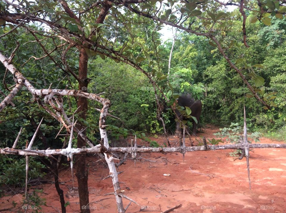 Elephant in the forest.