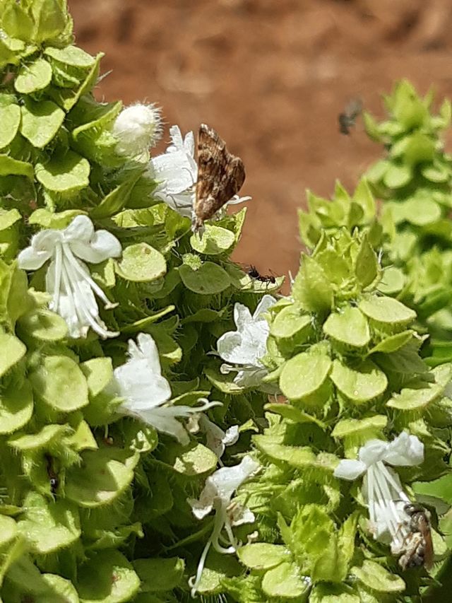 beautiful butterfly