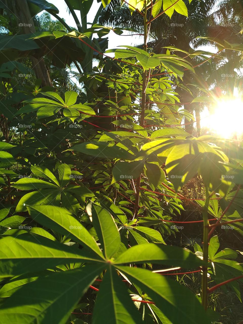 view of the sun in the afternoon before sunset
