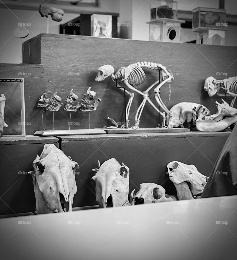 Anatomy Museum in BW