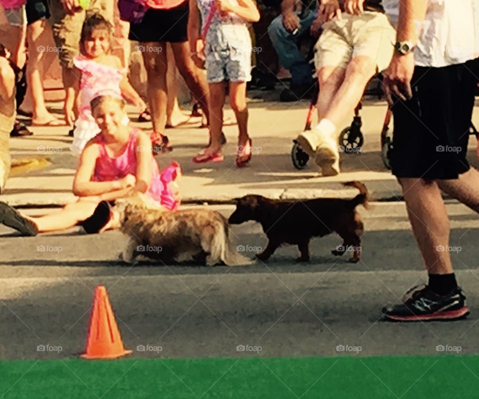 Seiner Dog Races