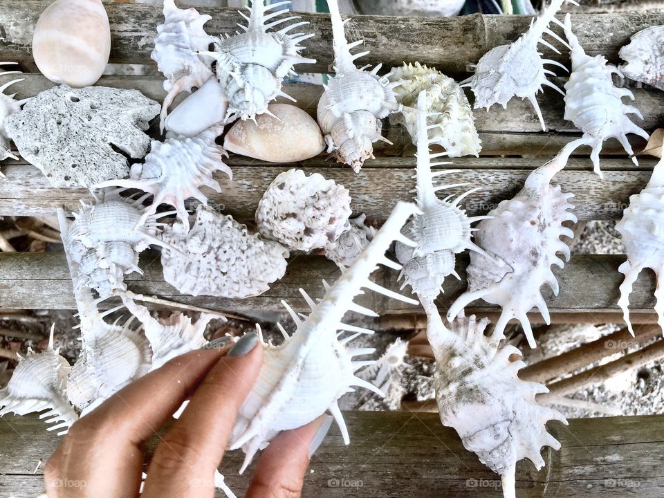 Seashells